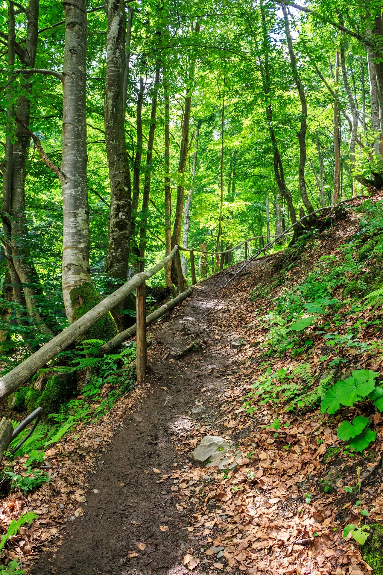 A wooded walking trail with a timber handrail